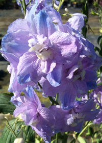 Delphinium elatum 'Guardian Lavender'